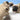 Funny Dog Squeaky Fidget Toy - Interactive Pet Plaything - DecorOfficial