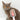 Self-Cleaning Pet Grooming Brush - Shedding Tool for Dogs and Cats - DecorOfficial