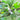 Garden Plant Support Clips - Safe Green Stakes for Plant Growth - DecorOfficial