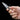 Oyster Knife - Stainless Steel Shucker with Wood Handle Leather Case - DecorOfficial