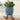 Plant Plush Toys - Adorable Stuffed Greenery - DecorOfficial