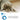 Pet Bath Massager - 2-in-1 Grooming and Relaxation Tool - DecorOfficial