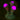 Mushroom Nightlight Glowing Balls - DecorOfficial