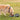 Foldable Travel Pet Bowl - Dual Dog Cat Feeding Dish - DecorOfficial
