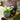 Decorative Flower Pot - Charming Indoor Planter - DecorOfficial