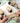 Funny Dog Squeaky Fidget Toy - Interactive Pet Plaything - DecorOfficial