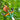 Telescopic Fruit Picker - Adjustable High Reach Tool - DecorOfficial