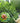 Telescopic Fruit Picker - Adjustable High Reach Tool - DecorOfficial