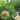Telescopic Fruit Picker - Adjustable High Reach Tool - DecorOfficial