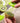 Kiwi Cutter - Fruit Slicer for Easy Kiwi Preparation - DecorOfficial