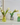 2pcs Mini Glass Avocado Vases Terrarium Candle Holder Set - DecorOfficial