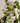 Nordic Climbing Plant Rack - Indoor Outdoor Support for Vines - DecorOfficial