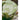 Green Flower Print Dinner Plate – Elegant Ceramic Floral Design - DecorOfficial