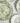Green Flower Print Dinner Plate – Elegant Ceramic Floral Design - DecorOfficial