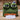 Bored Frog Tissue Box - Cute Frog Tissue Holder - DecorOfficial
