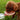 Portable Pet Water Feeder - Travel Bottle for Dogs Cats - DecorOfficial