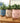 Plant Plush Toys - Adorable Stuffed Greenery - DecorOfficial