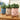 Plant Plush Toys - Adorable Stuffed Greenery - DecorOfficial
