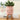 Plant Plush Toys - Adorable Stuffed Greenery - DecorOfficial