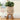Plant Plush Toys - Adorable Stuffed Greenery - DecorOfficial
