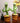 Funny Dancer Cactus Toy - Fun Plant Figurine - DecorOfficial