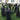 3Pcs Voice Control Halloween Witch Decoration Light Set - DecorOfficial