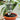 Automatic Plant Watering Dripper Bag - Efficient Garden Irrigation System - DecorOfficial