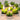 Cactus Scented Candle Set - 12 Aromatic Candles - DecorOfficial