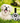 Interactive Pet Training Ball - Smart Dog Toy for Cats and Dogs - DecorOfficial