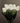 Tulip Night Lamp - Ambient Light for Relaxation - DecorOfficial